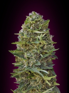 Caramel Kush od 00 Seeds Bank nasiona marihuany