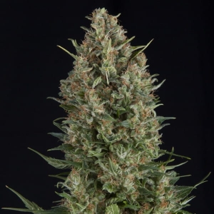 Wembley od Pyramid Seeds nasiona marihuany