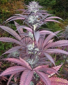 Purple Pinecone od Sagarmatha nasiona marihuany