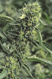 OG Kush od Humboldt Seeds nasiona marihuany