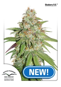 Glueberry O.G. od Dutch Passion nasiona marihuany