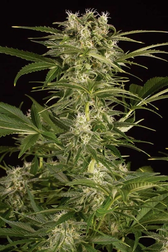 Lemon Juice Express Auto
