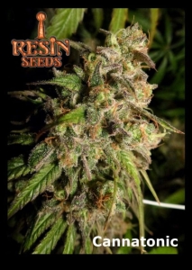 Cannatonic od Resin Seeds nasiona marihuany