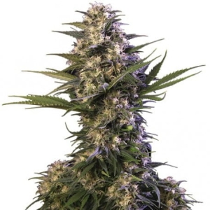 Buddha Kraken od Buddha Seeds nasiona marihuany