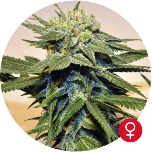 Bubblegum Kush