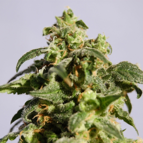 Skunk+