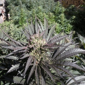 Frencheese od French Touch Seeds nasiona marihuany