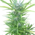 Northern Light Auto