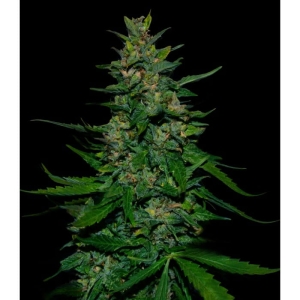 Timanfaya Auto od Vip Seeds nasiona marihuany