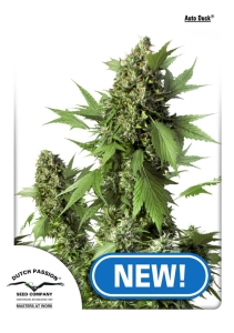 Auto Duck od Dutch Passion nasiona marihuany