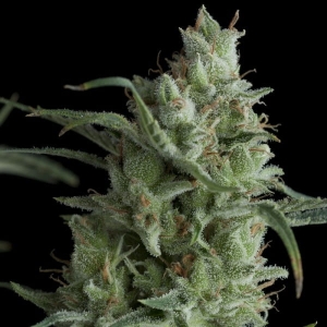 Kryptonite od Pyramid Seeds nasiona marihuany