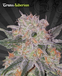 Trans Siberian Auto od Auto Seeds nasiona marihuany