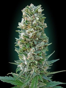 Auto Heavy Bud od Advanced Seeds nasiona marihuany