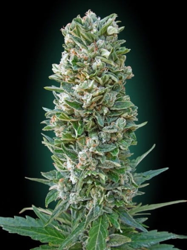 Auto Heavy Bud