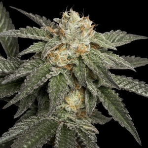 ReCon od DNA Genetics nasiona marihuany