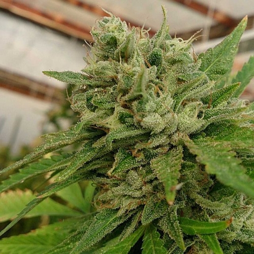 Headband