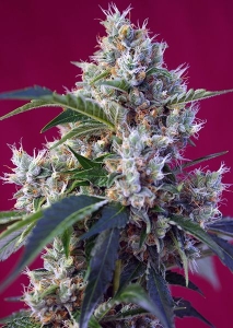 Indigo Berry Kush od Sweet Seeds nasiona marihuany