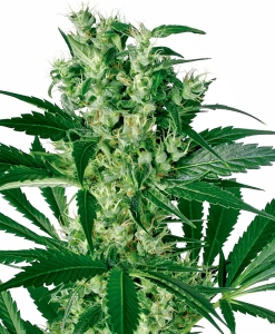 X-Haze od White Label nasiona marihuany