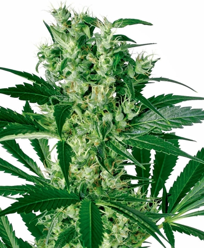 X-Haze
