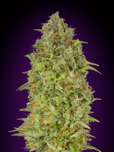 Skunk 47 od Advanced Seeds nasiona marihuany