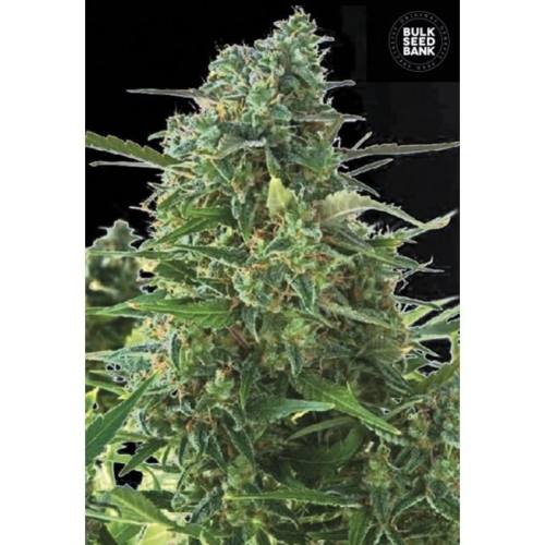 Auto NBA Diesel