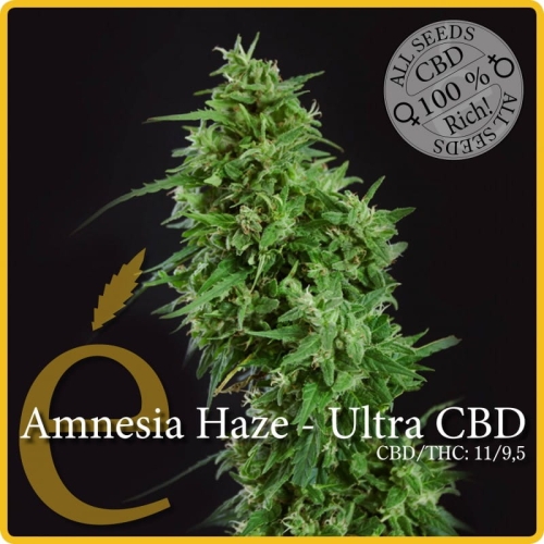 Amnesia Haze CBD