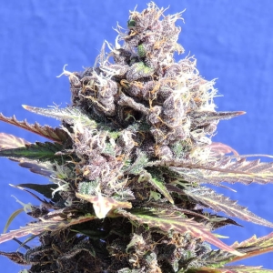 Gelato od Original Sensible Seeds nasiona marihuany