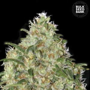 Amnesia Platinum od Bulk Seed Bank nasiona marihuany