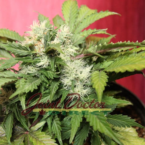 Betty Boo Auto