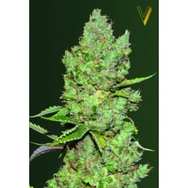Auto Critical