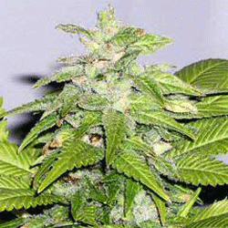 Early Bird Skunk od Sagarmatha nasiona marihuany
