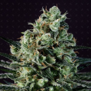 Golden Berry od Genofarm nasiona marihuany