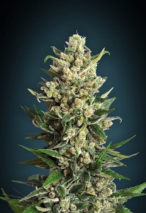 Ice Kush od Advanced Seeds nasiona marihuany