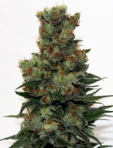 Ripper Badazz od Ripper Seeds nasiona marihuany