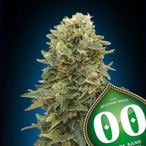 Auto Afghan Mass XXL od 00 Seeds Bank nasiona marihuany