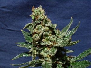 Big Band Auto od Kannabia Seed nasiona marihuany