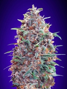 Auto Purple Diesel od Advanced Seeds nasiona marihuany