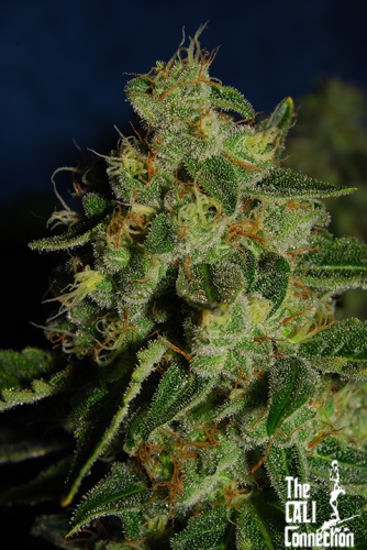 Green Crack