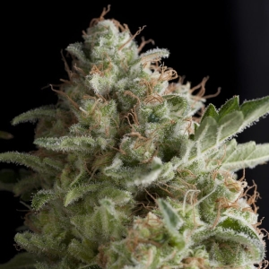 American Pie od Pyramid Seeds nasiona marihuany