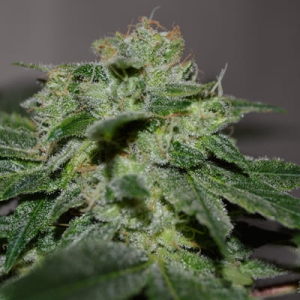 Chocolate Heaven od G13 Labs nasiona marihuany