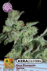 Pineapple Sativa od Kera Seeds nasiona marihuany