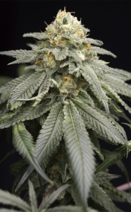 Purple Matcha od Humboldt Seeds nasiona marihuany