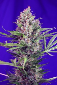 Cream Mandarine Fast Version od Sweet Seeds nasiona marihuany