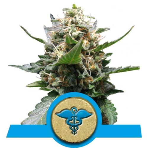 Royal Medic CBD 