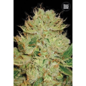 Auto Bigger Bud od Bulk Seed Bank nasiona marihuany