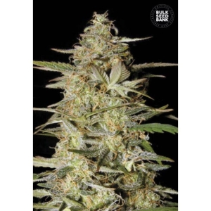 Auto Hindu Kush od Bulk Seed Bank nasiona marihuany