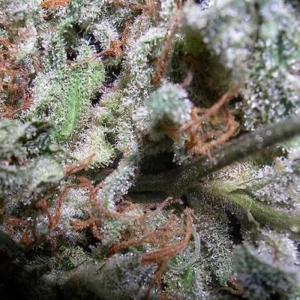 Indica Champions od Paradise Seeds nasiona marihuany
