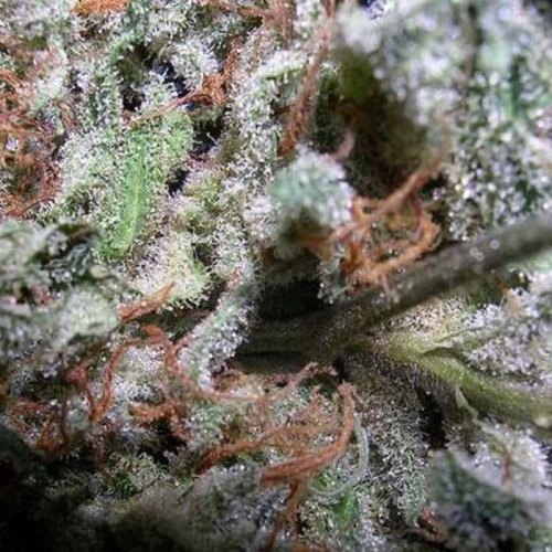 Indica Champions