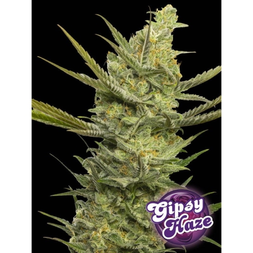 Gipsy Haze