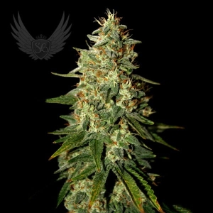 Skunk B52 Auto od Sensi Genetics nasiona marihuany